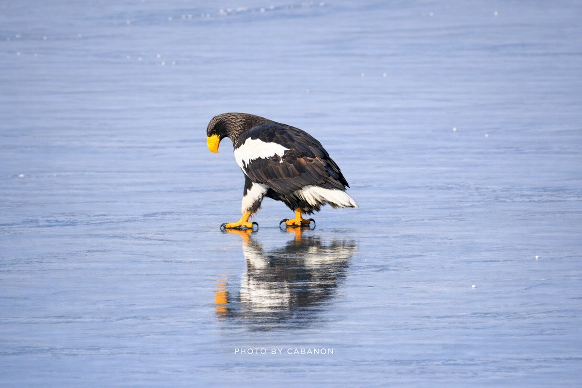 宿房 樺のん（霧多布） tweet media