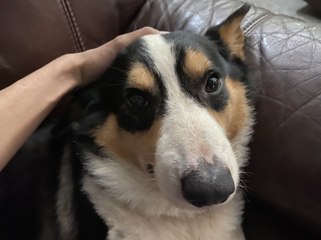 lincafan3800 tweet media