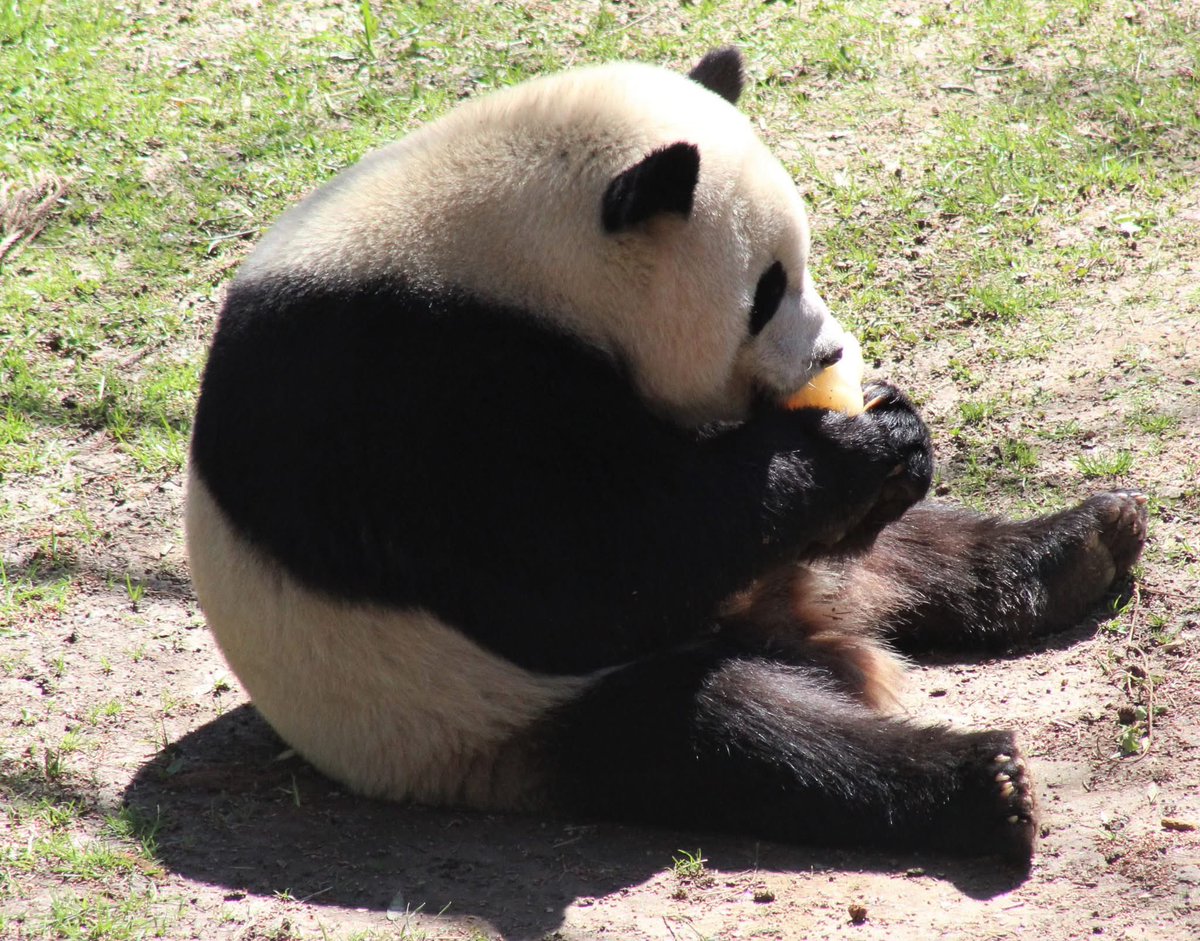 Amy R. 🐬 🐼 🌺 tweet media