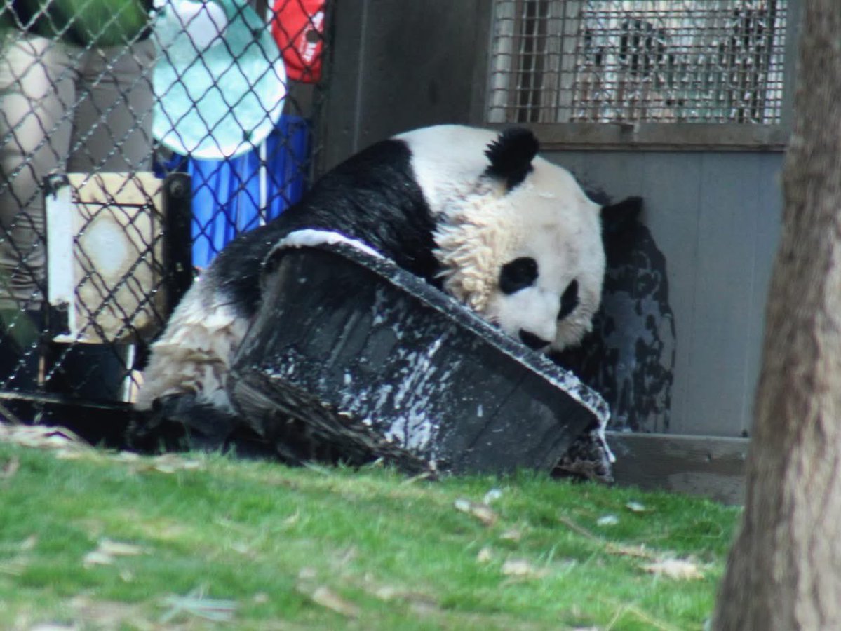 Amy R. 🐬 🐼 🌺 tweet media