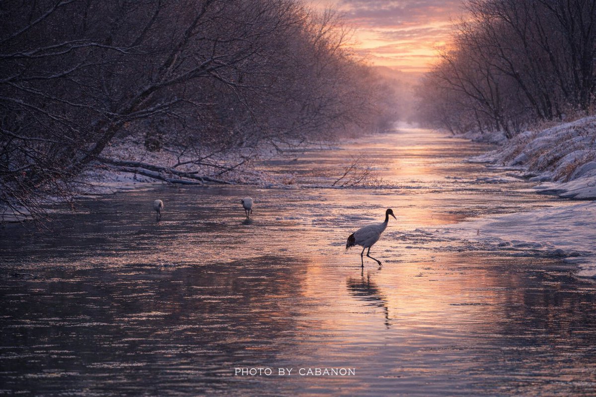 宿房 樺のん（霧多布） tweet media