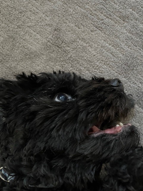 DogsOfKFF tweet media