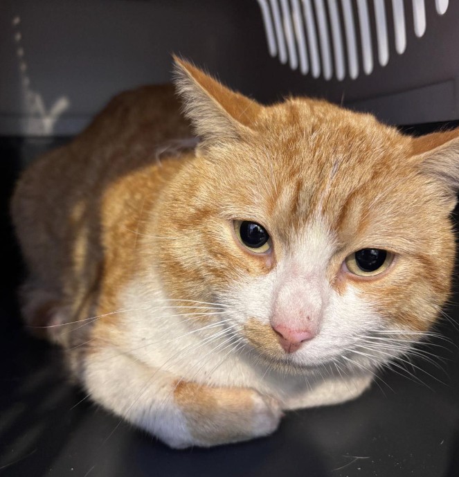 Missing Animaux 81 tweet media