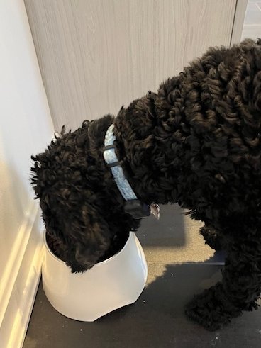 DogsOfKFF tweet media