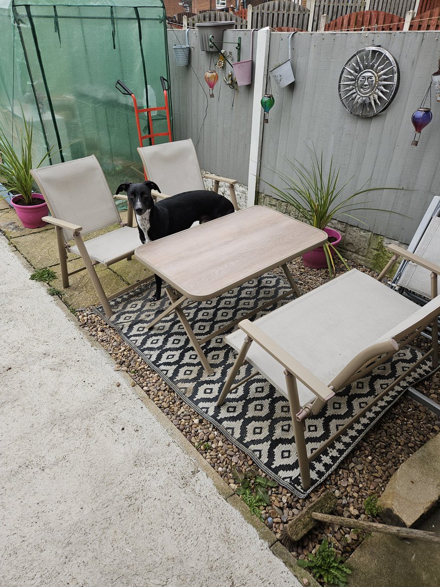 Cooper and Jasper whippet and lurcher tweet media