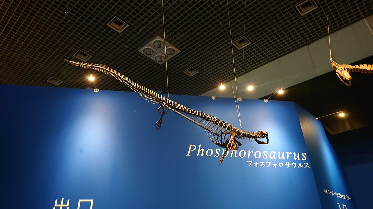 ＃金曜日だから化石貼る
＃FossilFriday
恐竜博2019より、フォスフォロサウルスPhosphorosaurus ponpetelegans。
両眼視は勿論だけど、ハリサウルス亜科というあまり聞かない分類群の、保存状態のいい標本というのも個人的には大きかったり。