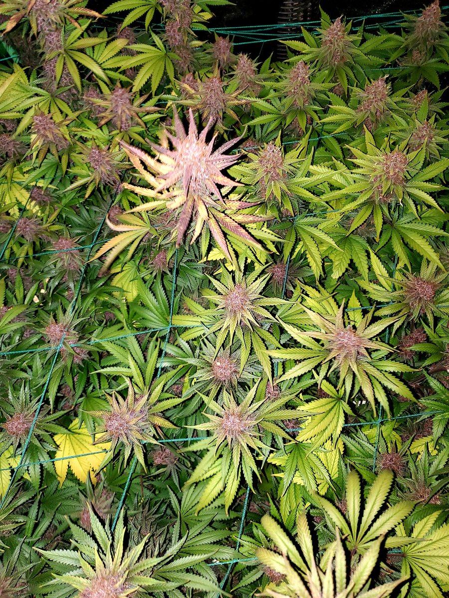 Medical Grower 420 🇺🇸 tweet media