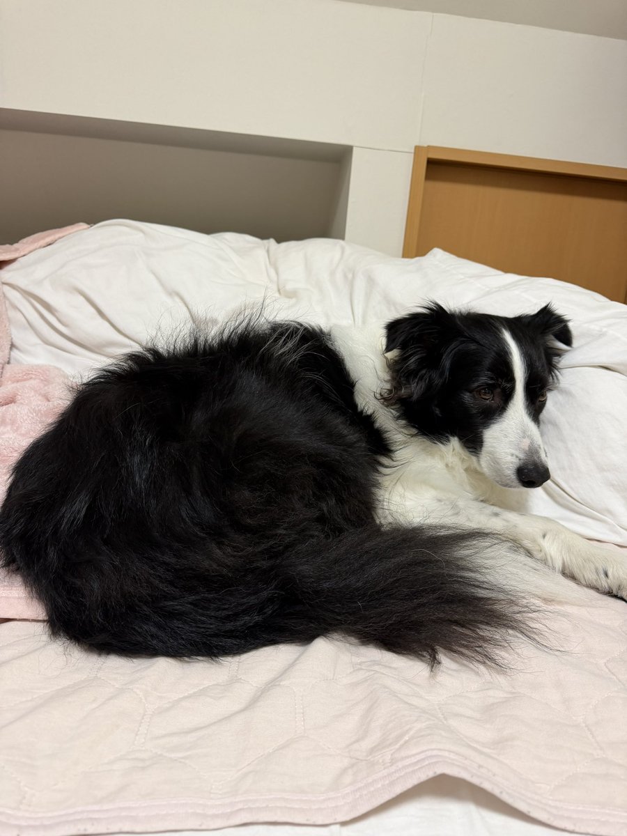 チョコスキー tweet media