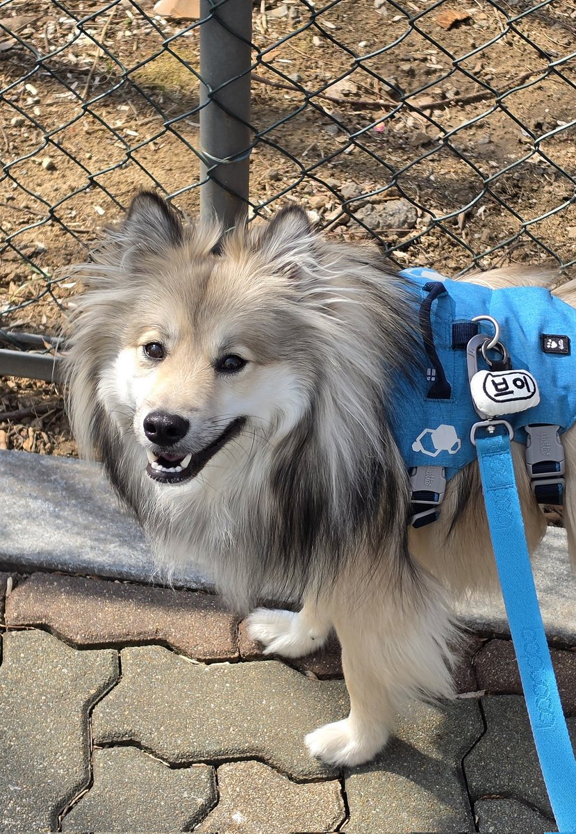 짱브이 tweet media