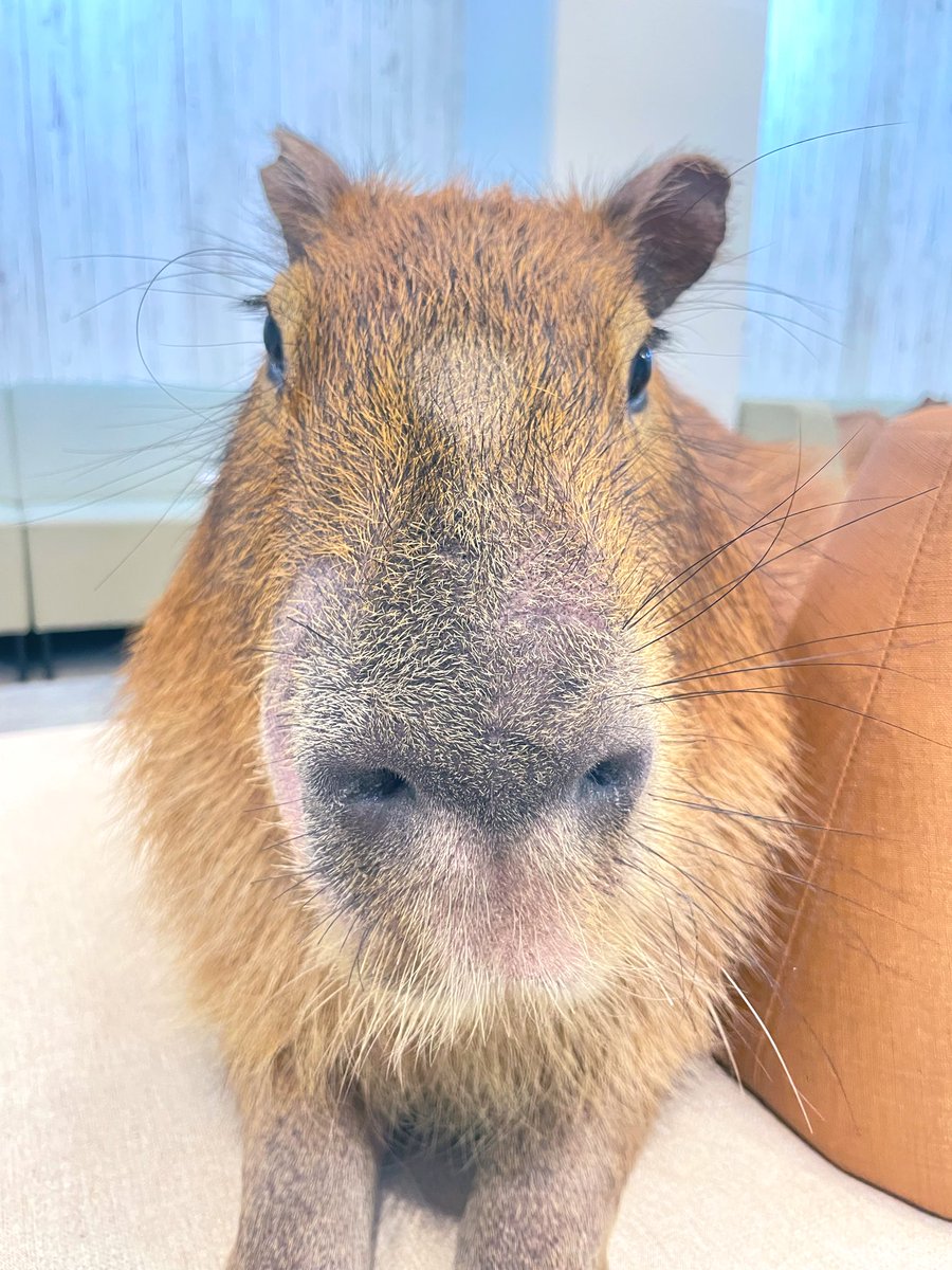 cafe capyba（カピバラカフェ capybara cafe in Tokyo） tweet media
