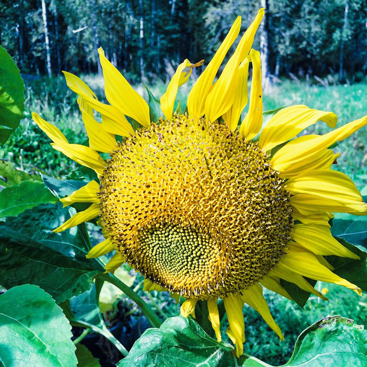 Chris Boese tweet media