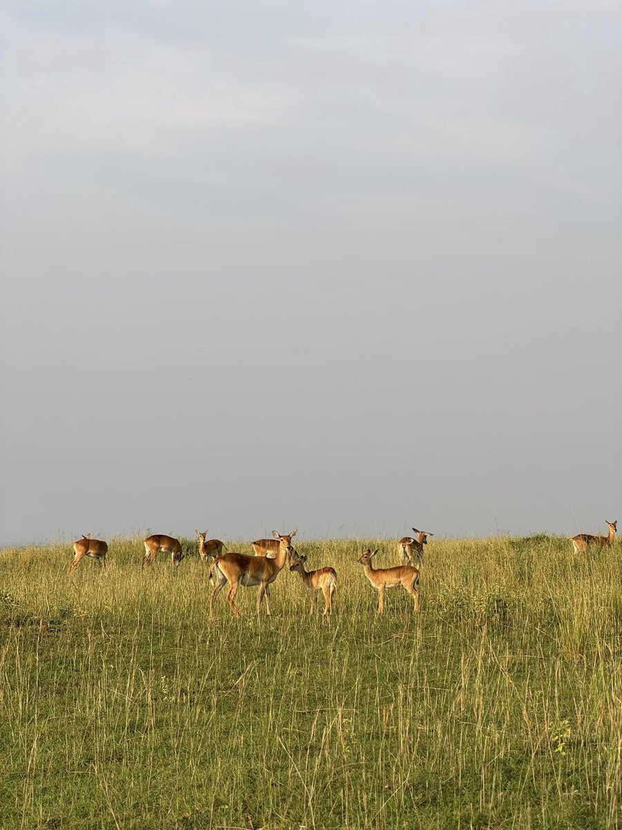 Amazing Life Safaris tweet media