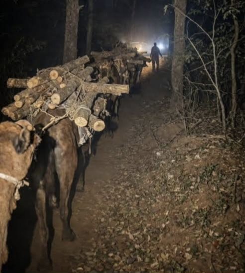 Nalanda_index's tweet photo. This is Vijay Kumar, a forest officer posted in Panchkula.
In his jurisdiction, forest mafias allegedly cut down nearly 10,000 Khair trees overnight and smuggled them out using camels. When Vijay Kumar reported this massive environmental crime, his own department ignored him. Even the ranger took no action.
Refusing to stay silent, he escalated the matter to the State Forest Minister. But instead of acting against the culprits, the system turned against him  Vijay Kumar was suspended.
Now, he sits on an indefinite hunger strike, fighting not just for justice, but for truth.
In a system where honesty is punished and corruption is protected, how long can integrity survive?