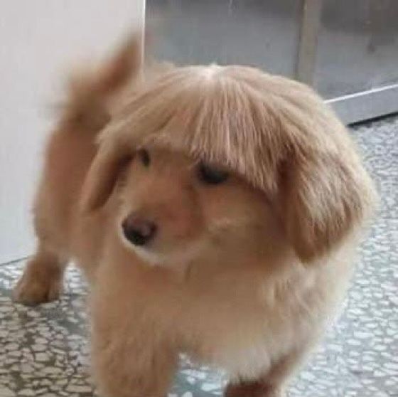 녀석 제법 멋낼 줄 아는군🐶