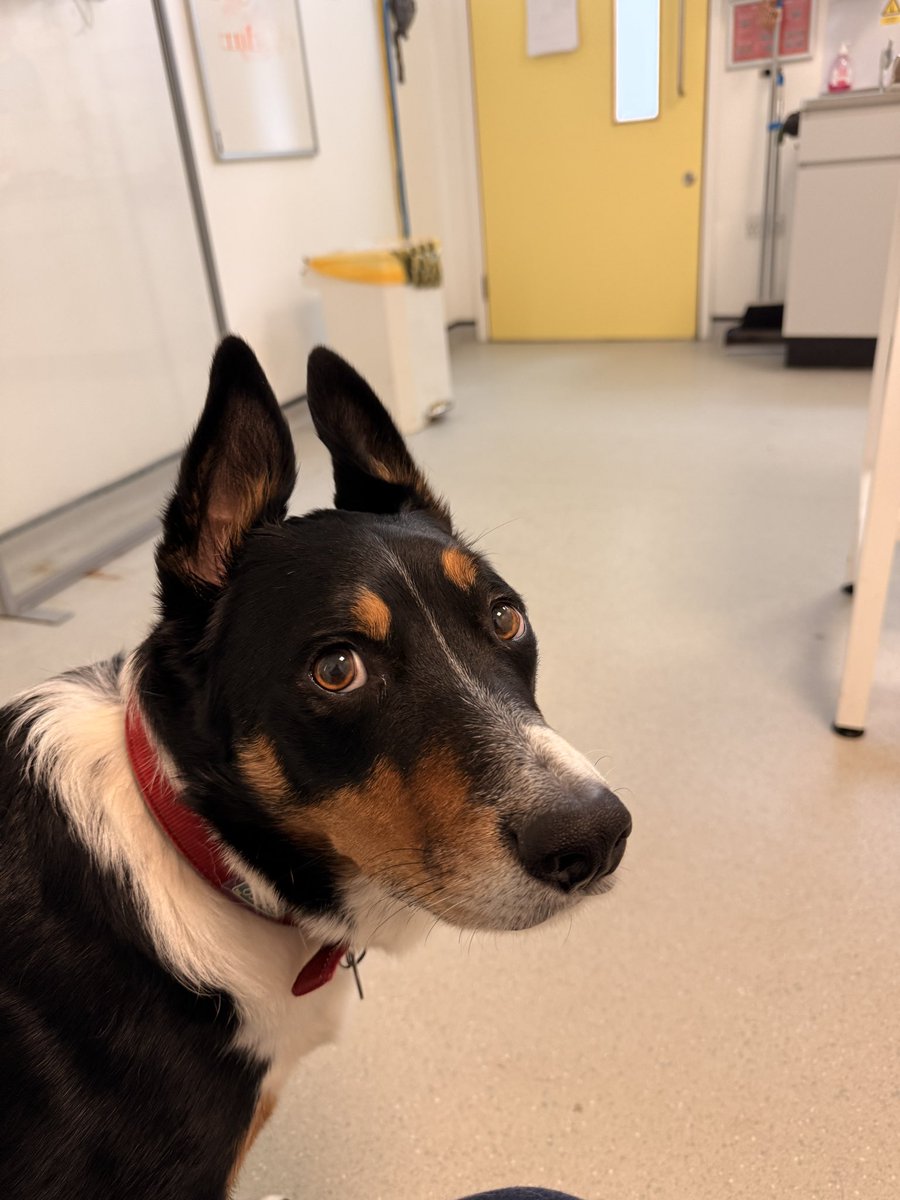 PipTheCollie tweet media