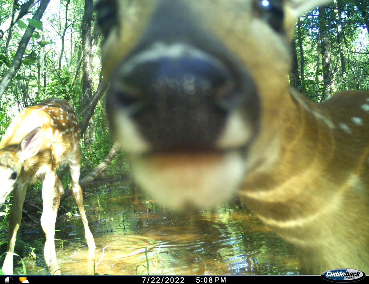 trailcam tweet media
