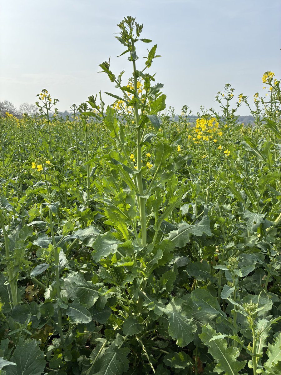 Daniel lievesley tweet media