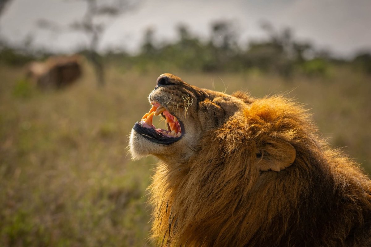 Classic exciting Safaris ltd tweet media