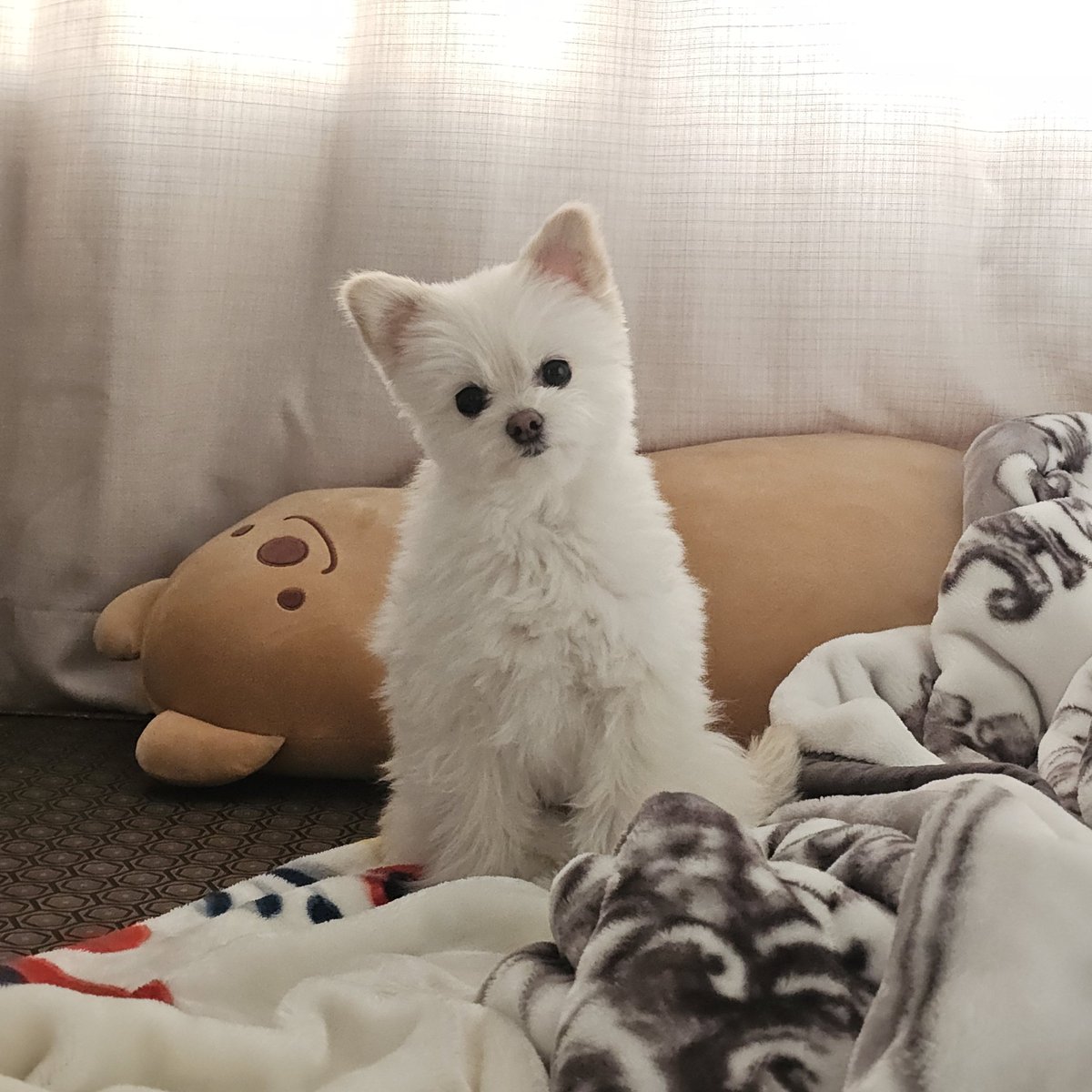 그래도 나름 털 자랐다 ....
귀 털도 얼른 자라주길