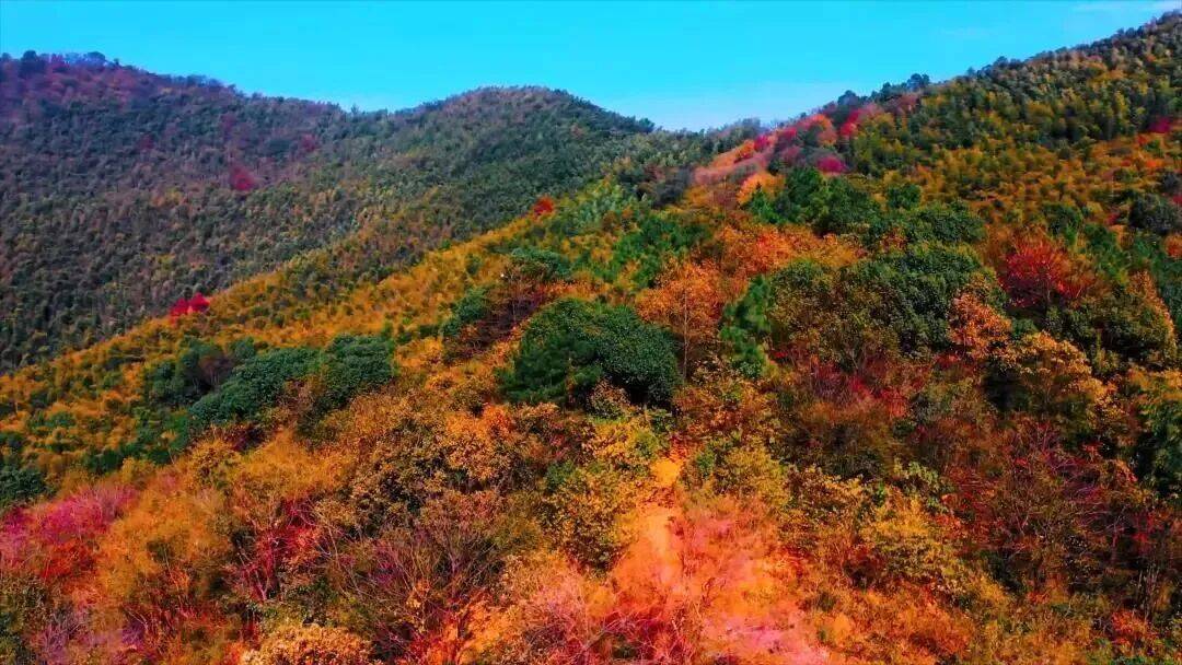 dominik Kibala tweet media