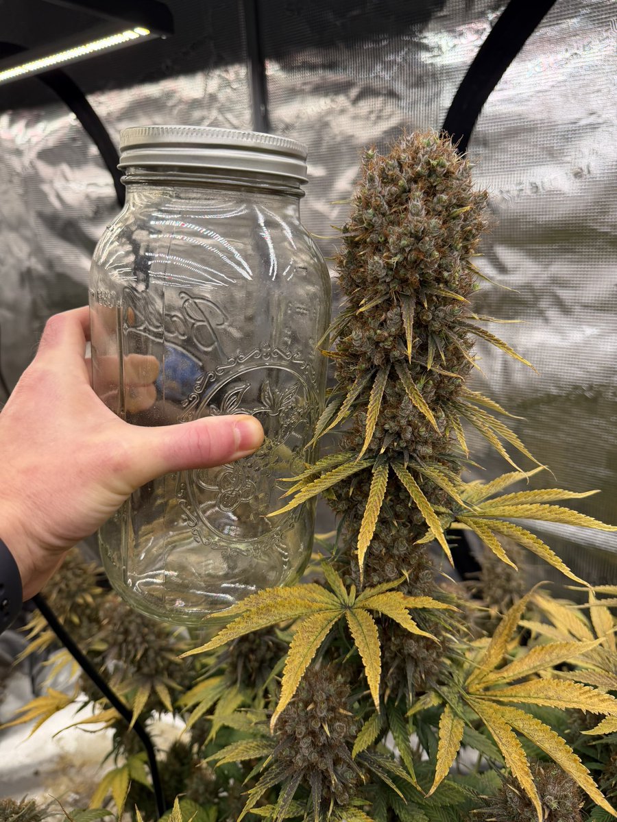 SerenityGrows tweet media