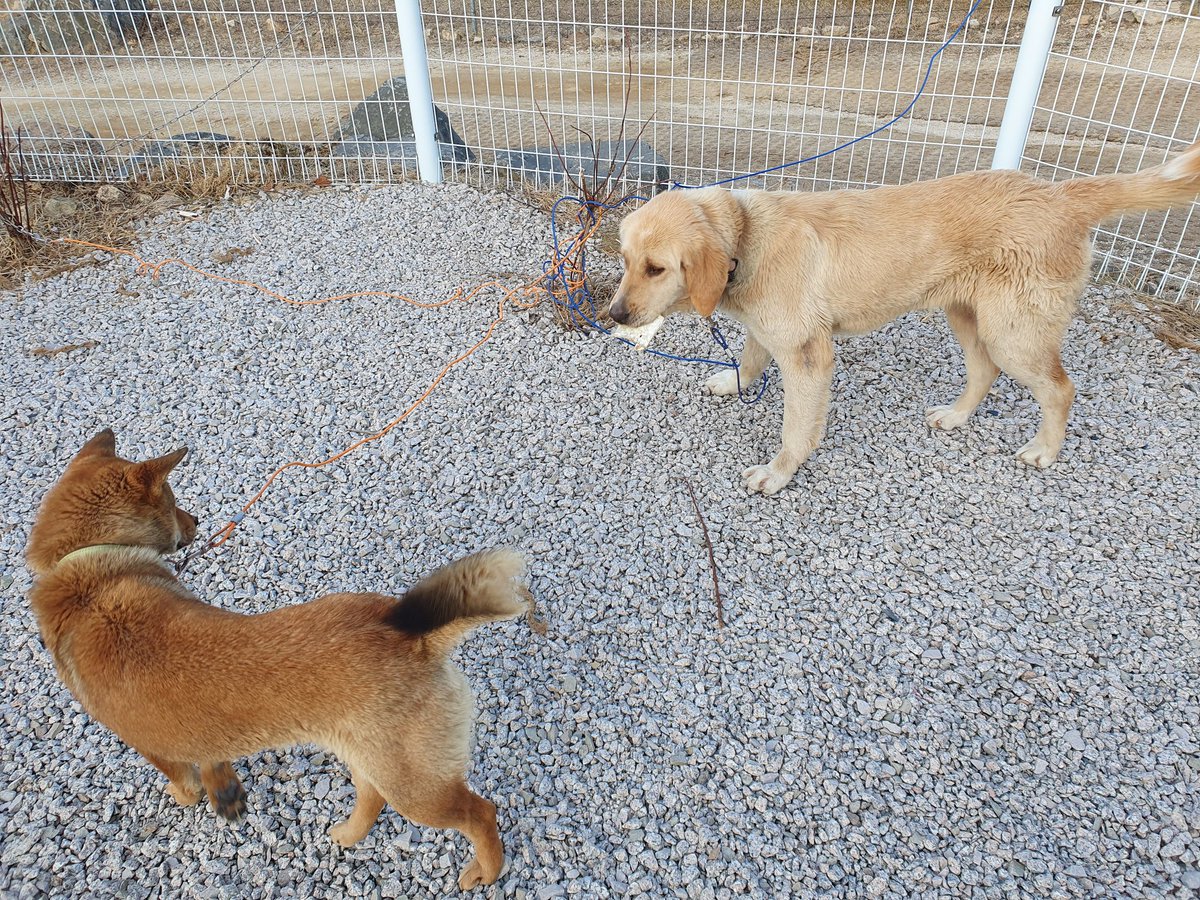 (사과즙아저씨,무료경호원)첸 tweet media