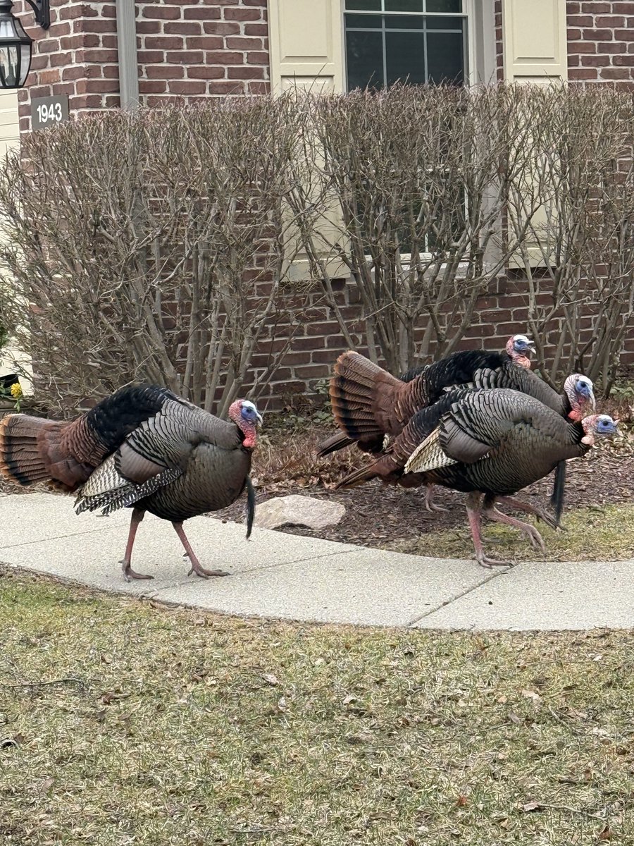 Rep. Debbie Dingell tweet media