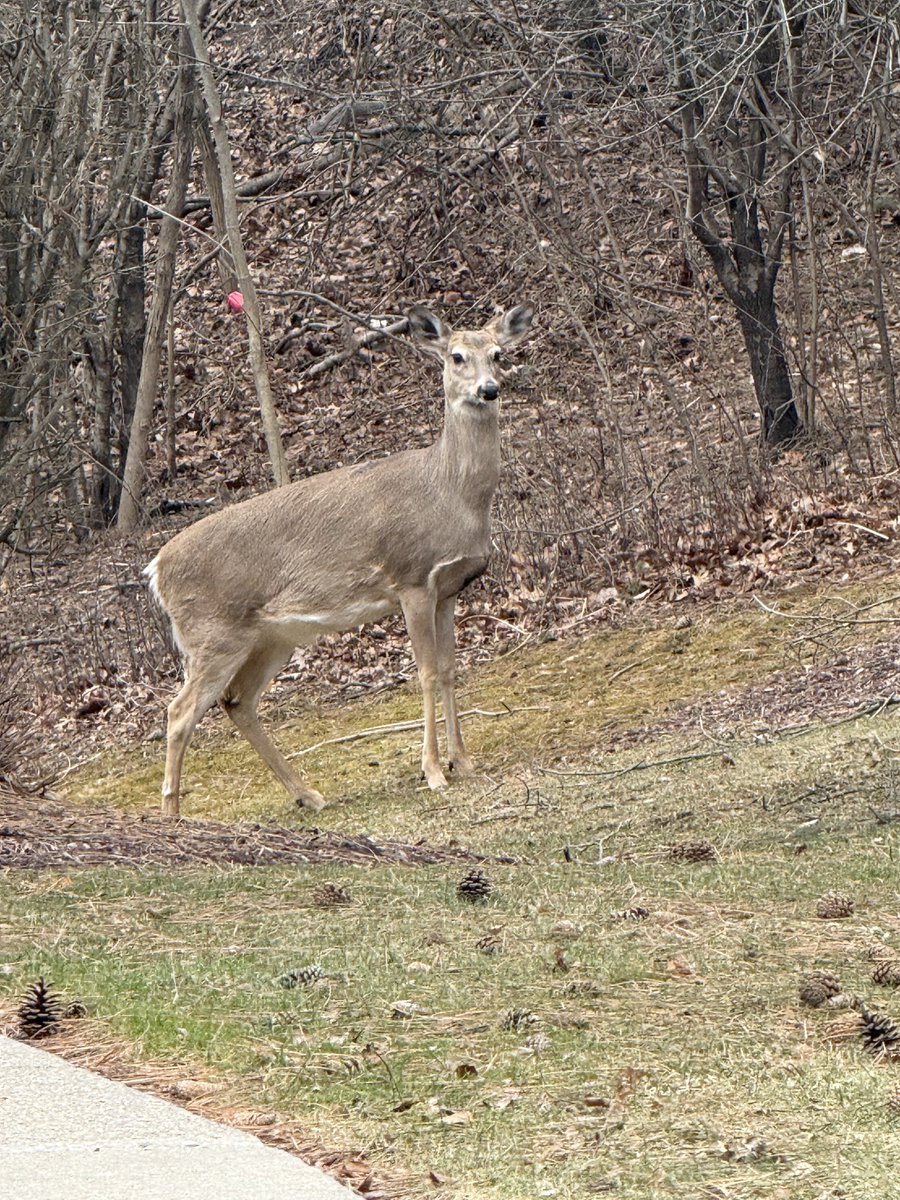 Rep. Debbie Dingell tweet media