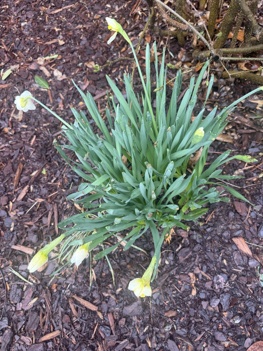 Rep. Debbie Dingell tweet media