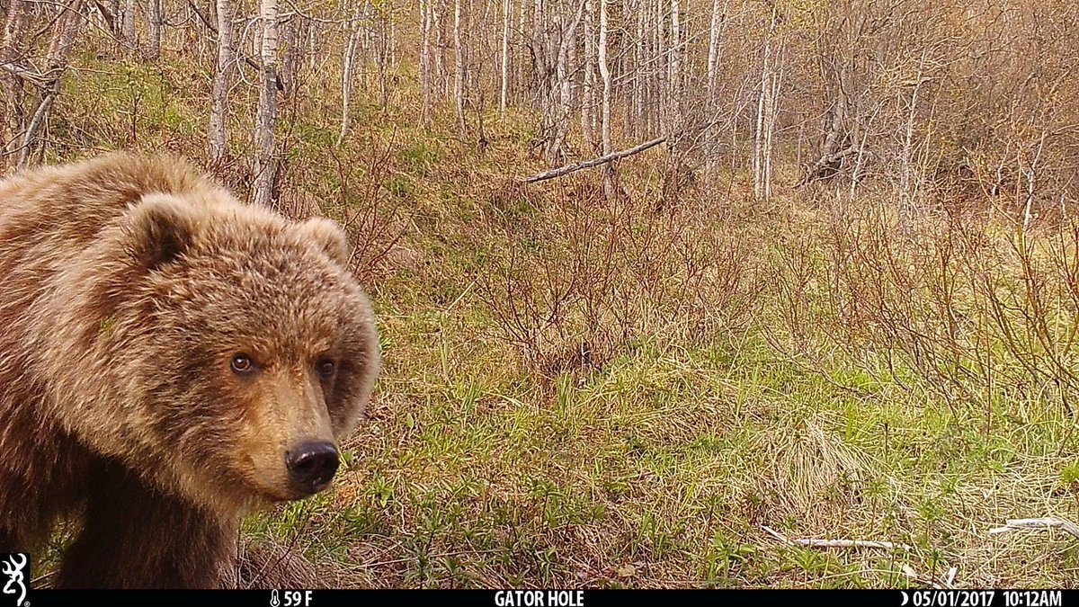 trailcam (@trail_cams) on Twitter photo 