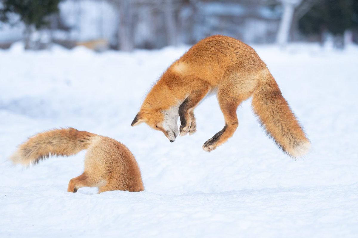 しゃとる（雷鳥の人）🦃🦊 tweet media