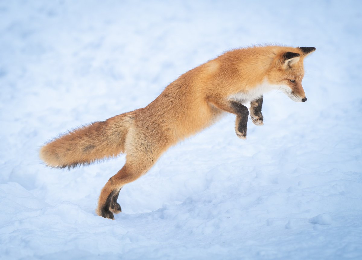 しゃとる（雷鳥の人）🦃🦊 tweet media