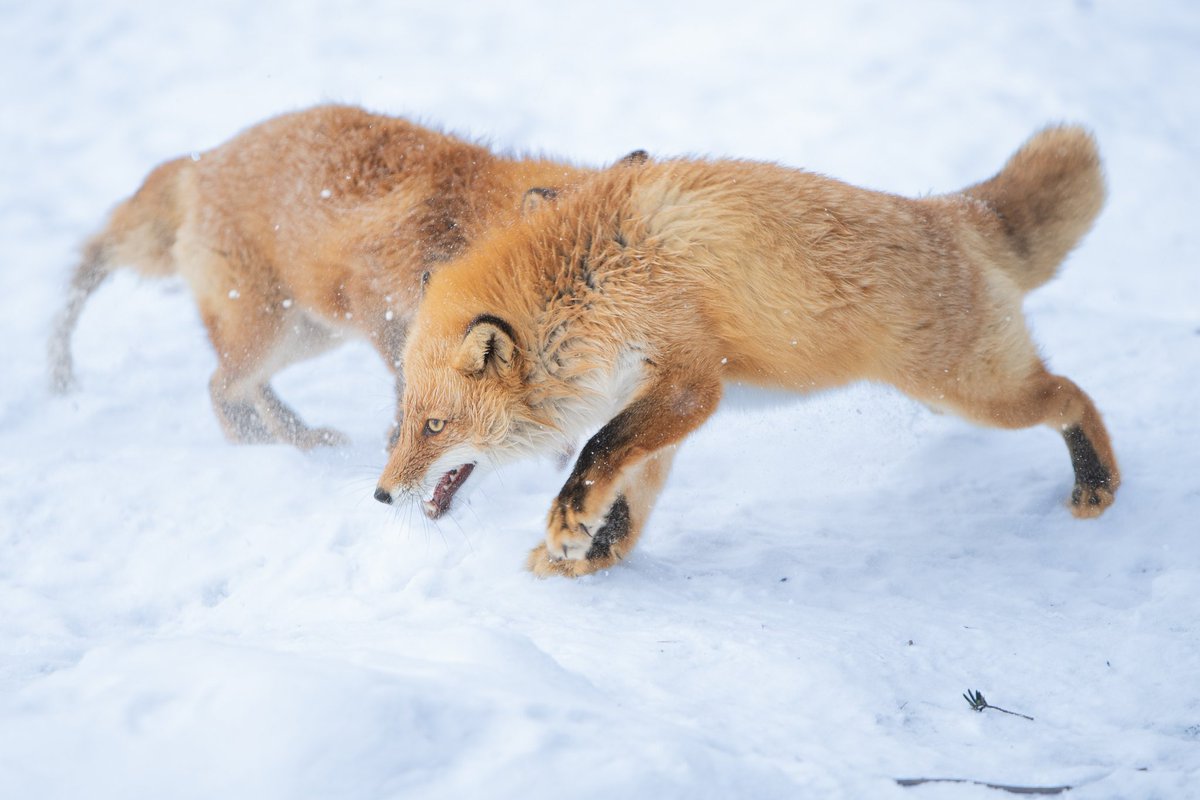 しゃとる（雷鳥の人）🦃🦊 tweet media