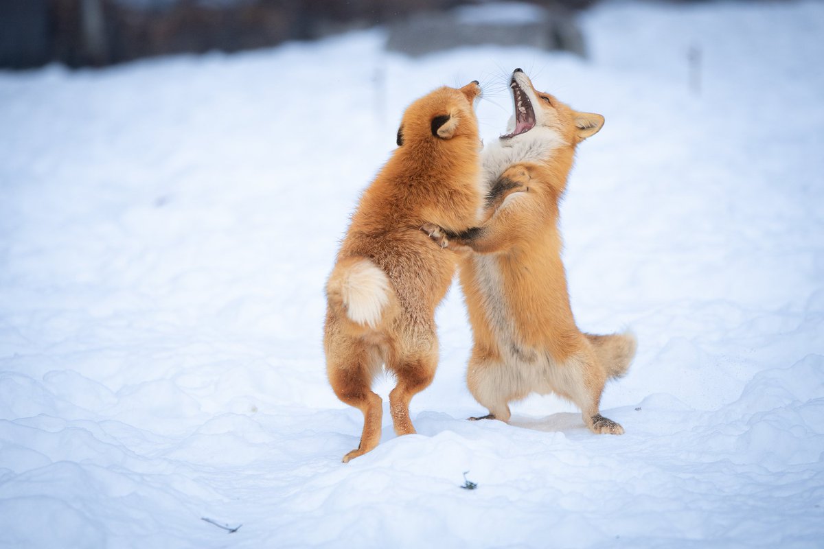 しゃとる（雷鳥の人）🦃🦊 tweet media