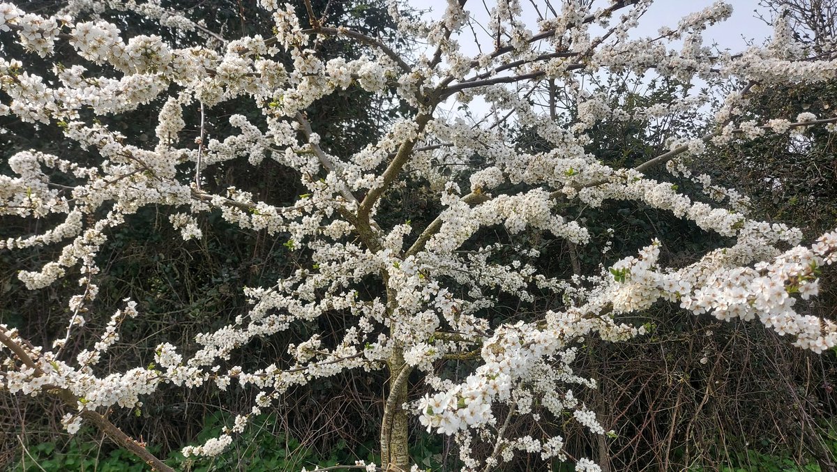 netherfield 🌻 tweet media