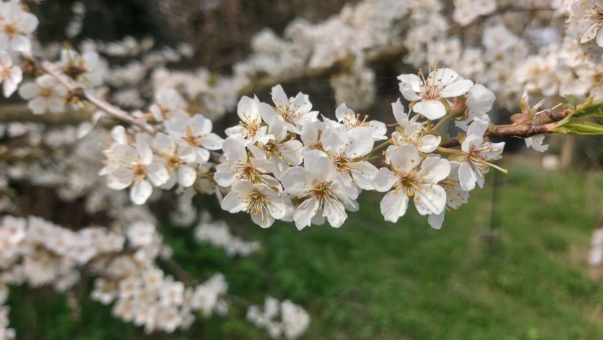 netherfield 🌻 tweet media