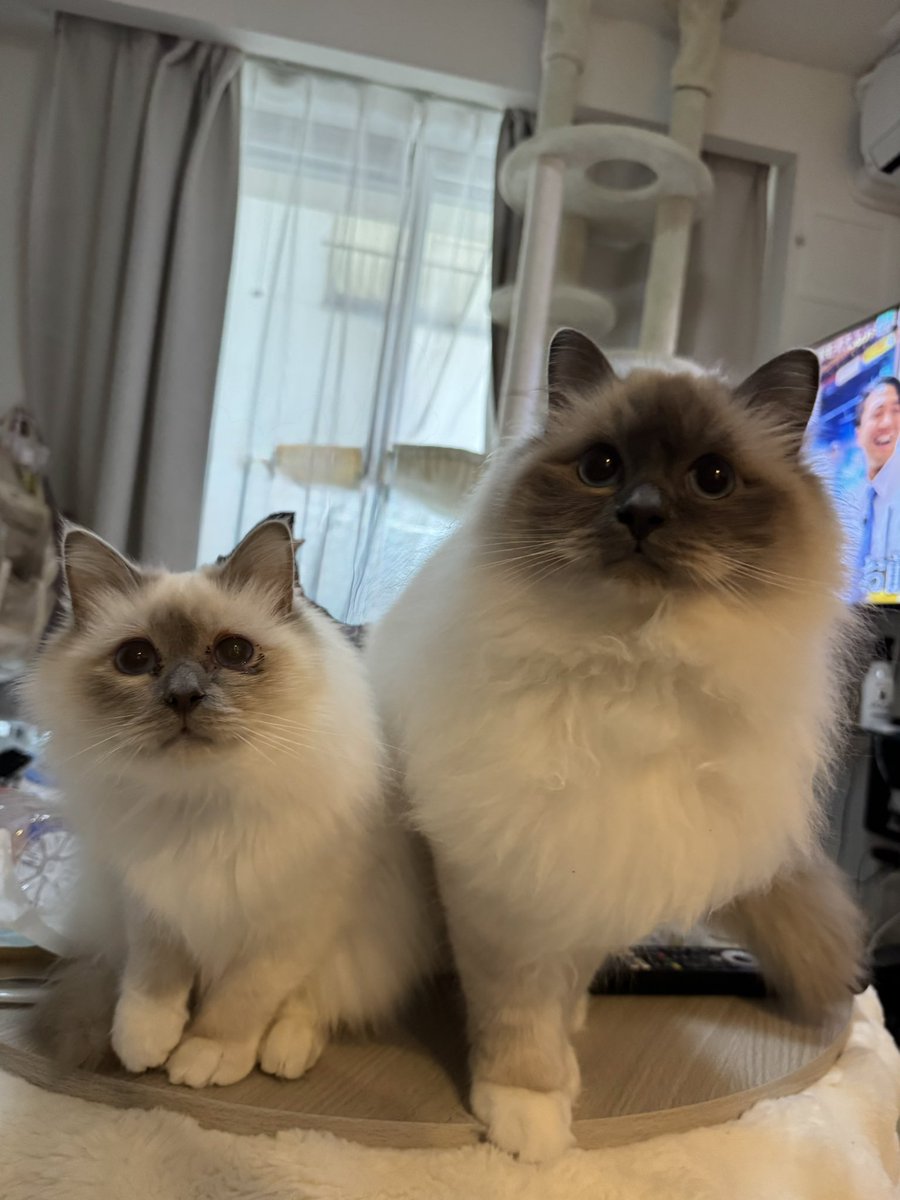 birmannomin's tweet photo. シャム猫は尊い https://t.co/bDFf7MC0bn