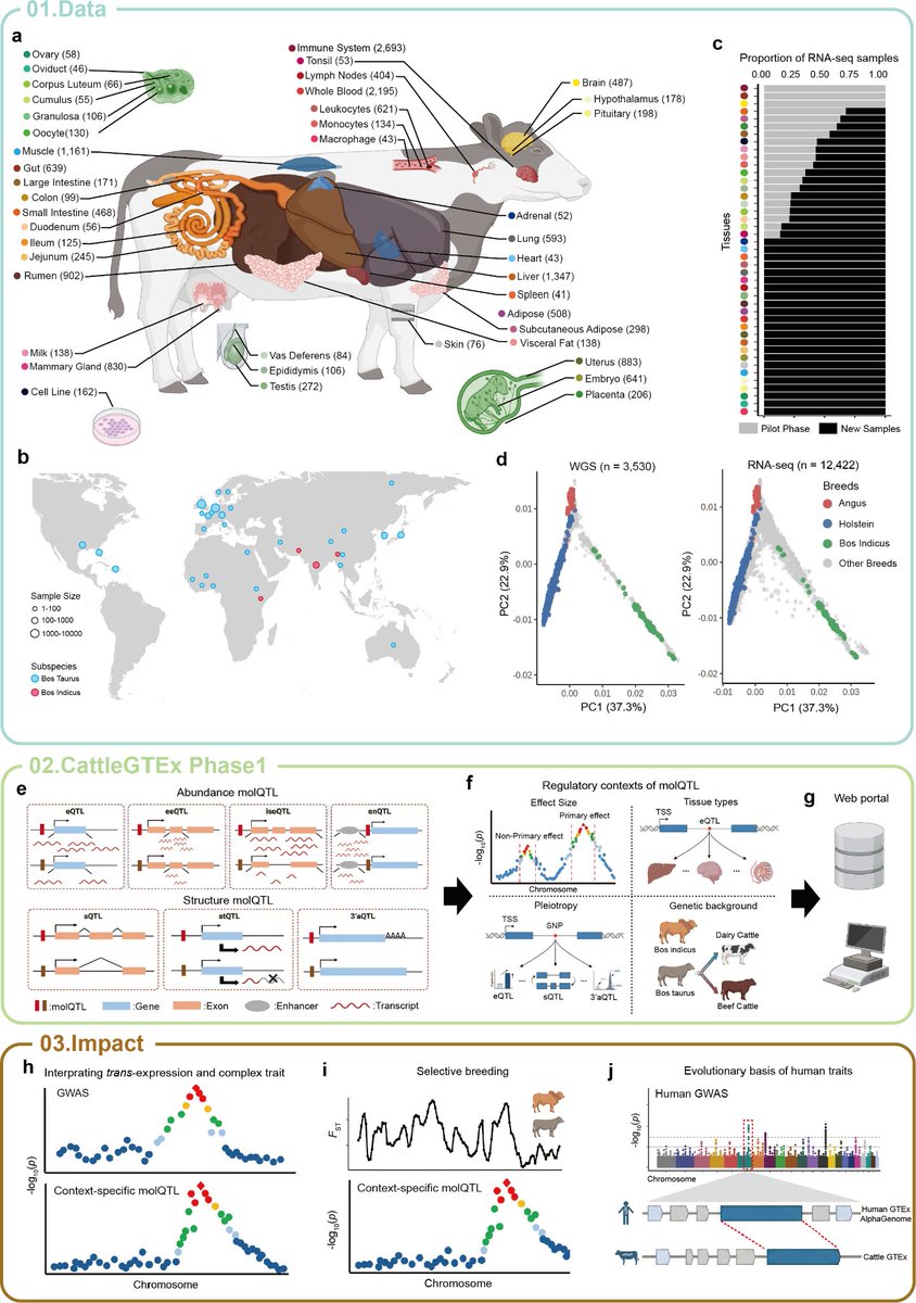 david_machugh's tweet photo. The new @biorxiv_genomic preprint: The enhanced multi-tissue atlas of regulatory effects in cattle. Expertly led by @LingzhaoF @AarhusUni_int with many collaborators.
#CattleGenomics #GTEx #LivestockGenomics
@ucdagfood @UCD_Conway @faangomics @EuroFaang

https://t.co/mEIsNQN2wS https://t.co/RBCExQ9Lf4
