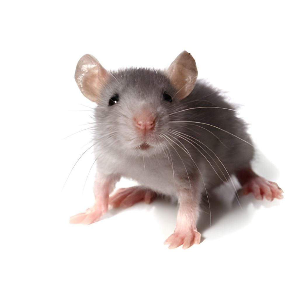 NJPestControl's tweet photo. Rat Removal in NJ

ALCO Animal &amp; Pest Control offers expert rat removal in NJ, helping property owners eliminate infestations quickly and safely. Learn more: https://t.co/tMimGT5QQ9

#ratremoval #pestcontrol #newjersey #rodentcontrol #homesafety https://t.co/nDhbMfy6cU