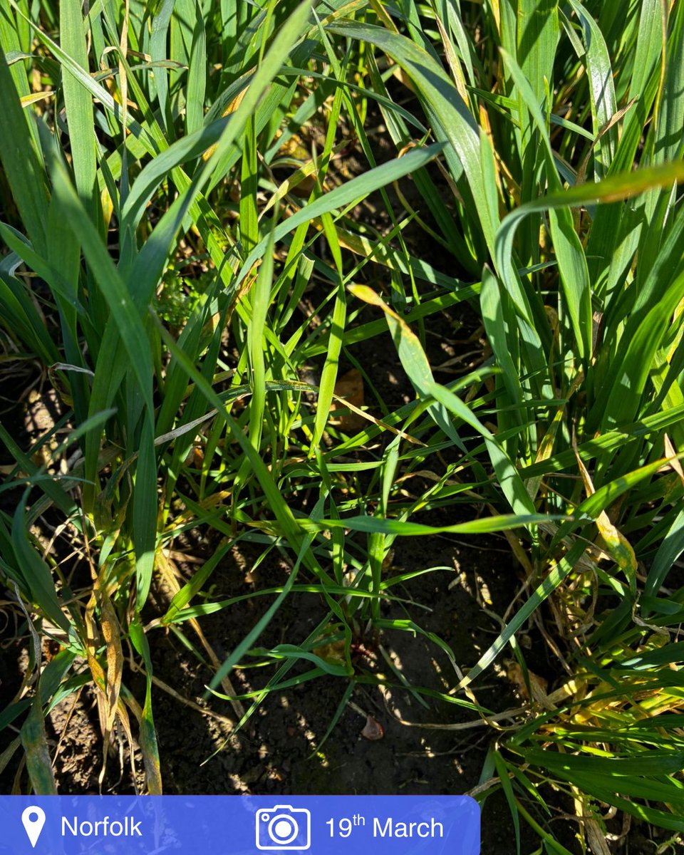 BASF Agricultural Solutions UK tweet media