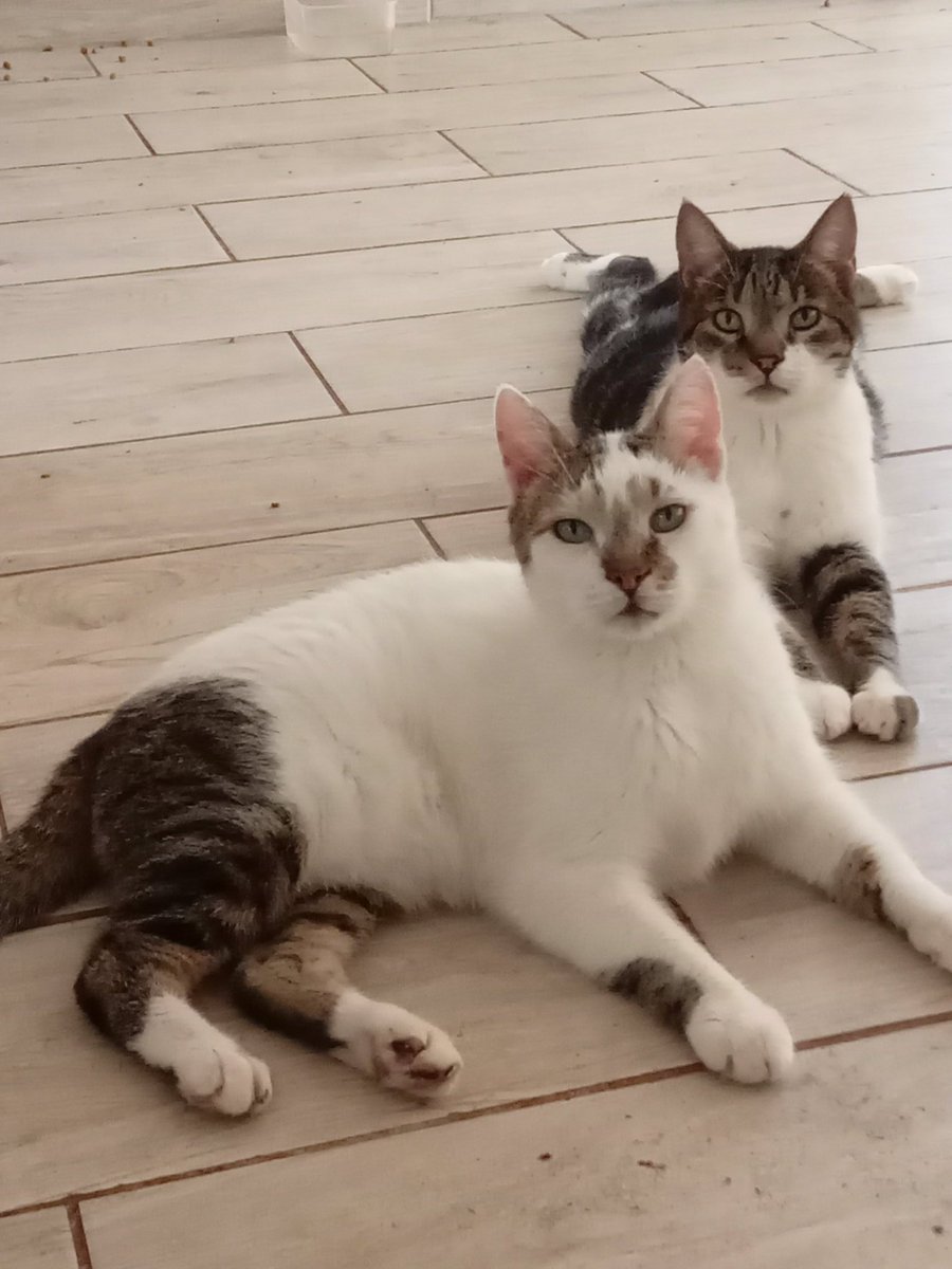 Zamalek2 🍺🍀💋 tweet media