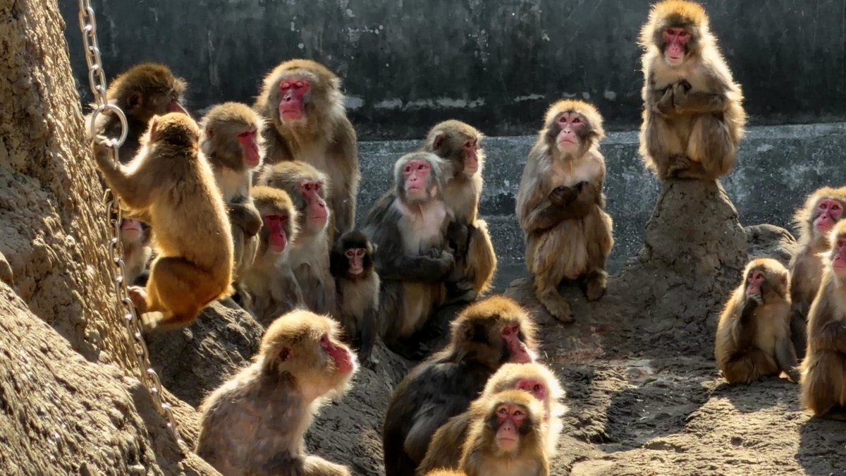 ぴよZOO tweet media