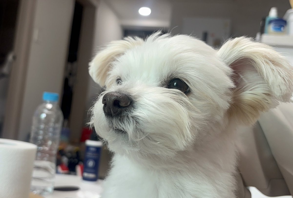 강아지 tweet media