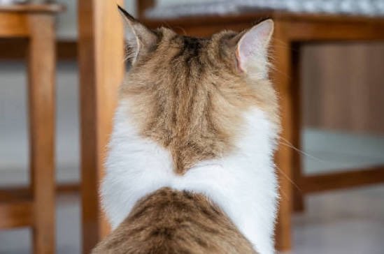 All day Astronomy tweet media