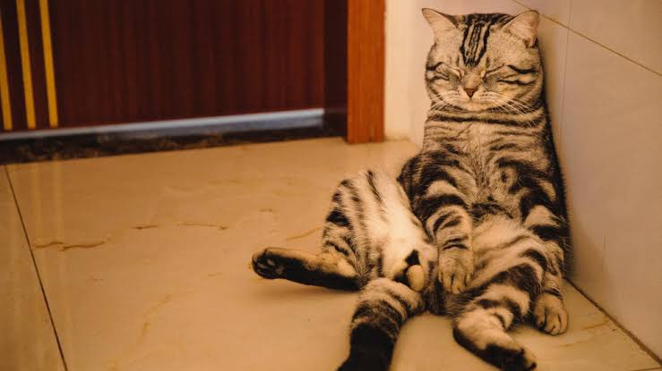 All day Astronomy tweet media