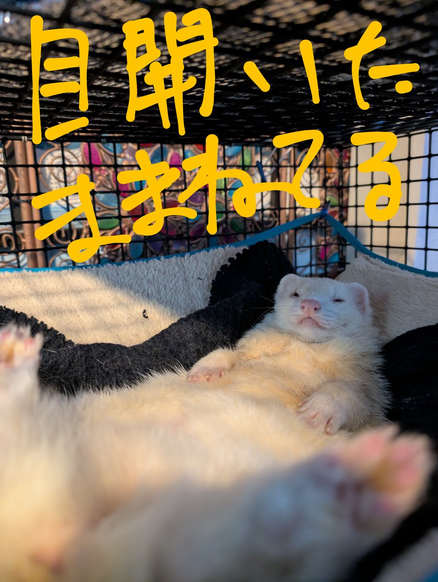 ファンキージャンプ tweet media