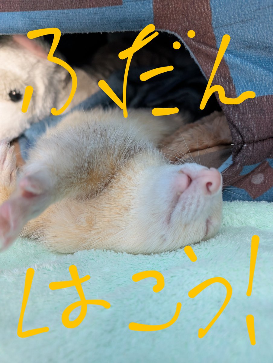 ファンキージャンプ tweet media