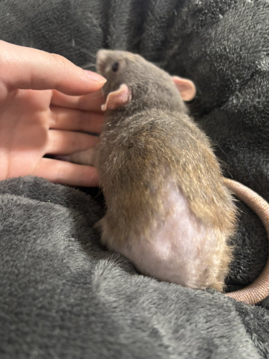 rat_omochi's tweet photo. おしりだけすごく禿げてるんだけどなんでだろ... https://t.co/Q22MQAjtgk