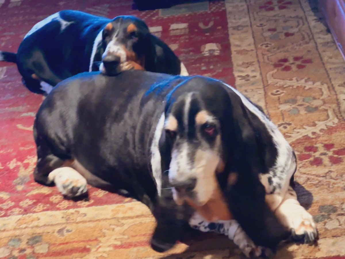 Mockler Bassets tweet media
