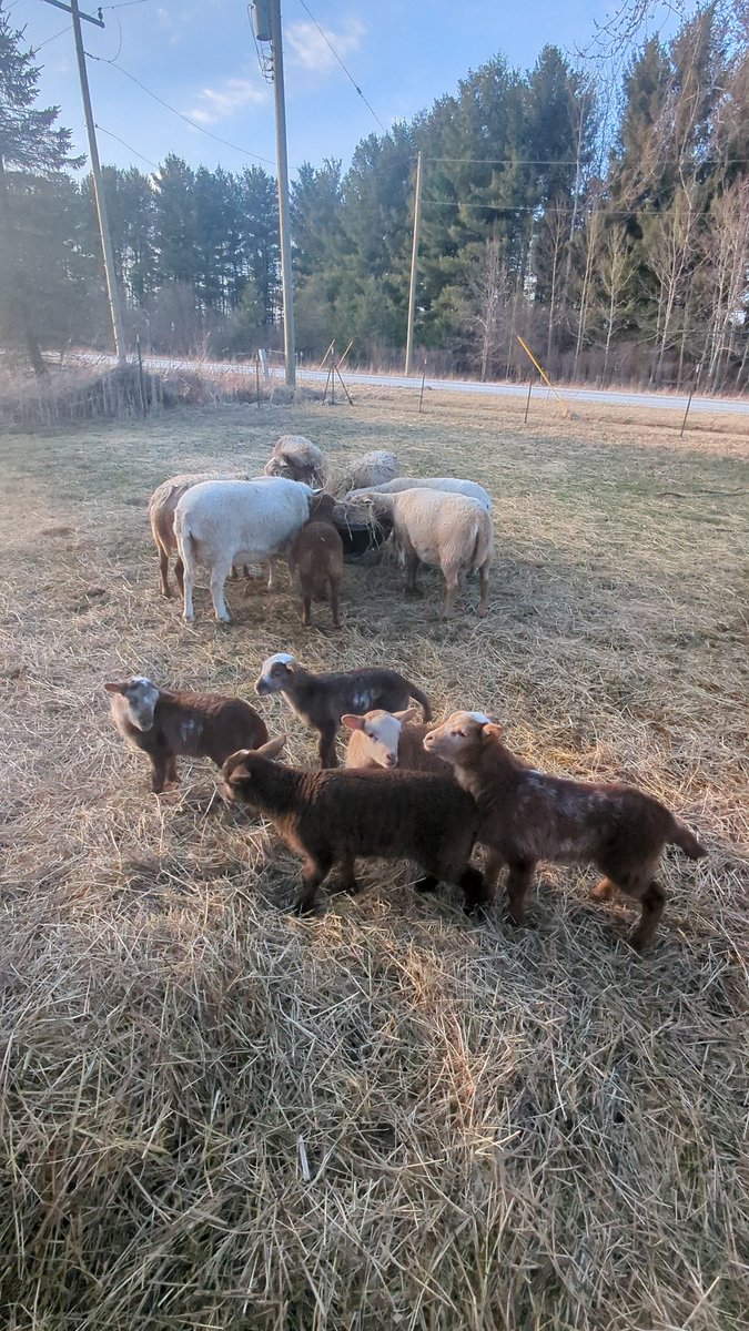 SomethingMolly's tweet photo. @Lukewearechange @Tekeee I'd recommend sheep as well! Meat, milk, fiber, cute entertainment! https://t.co/ibJ3O1u4Ob